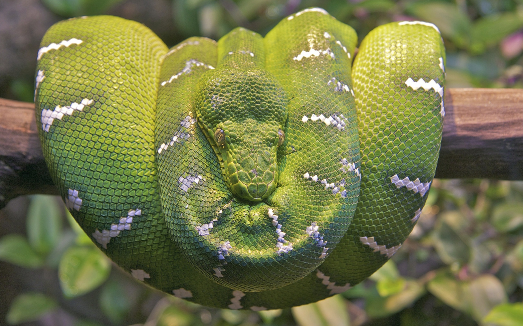 Screenshot №1 pro téma Emerald Green Tree Snake 1680x1050