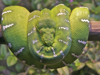 Emerald Green Tree Snake wallpaper 320x240