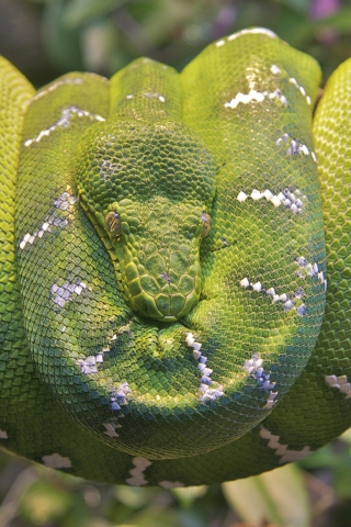 Das Emerald Green Tree Snake Wallpaper 320x480
