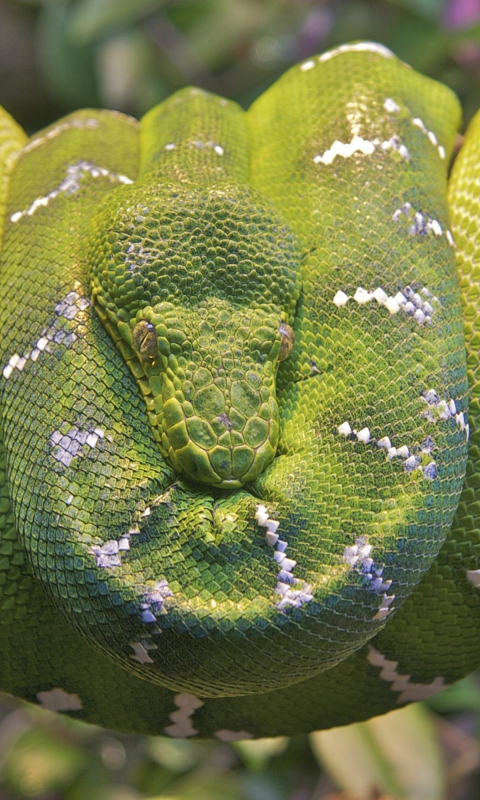 Fondo de pantalla Emerald Green Tree Snake 480x800