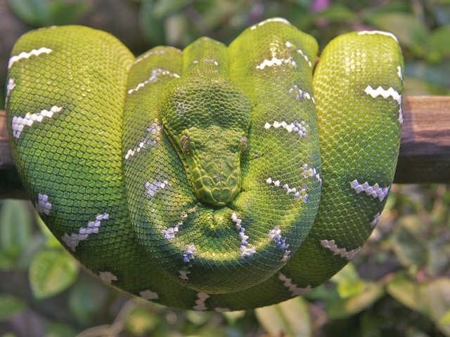 Das Emerald Green Tree Snake Wallpaper 640x480