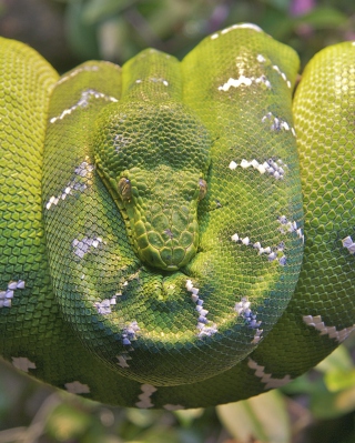 Kostenloses Emerald Green Tree Snake Wallpaper für iPhone 5S