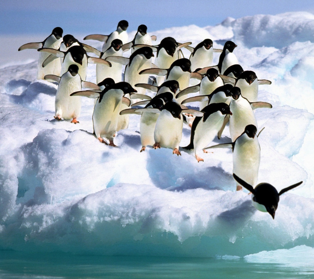 Fondo de pantalla Penguins On An Iceberg 1080x960