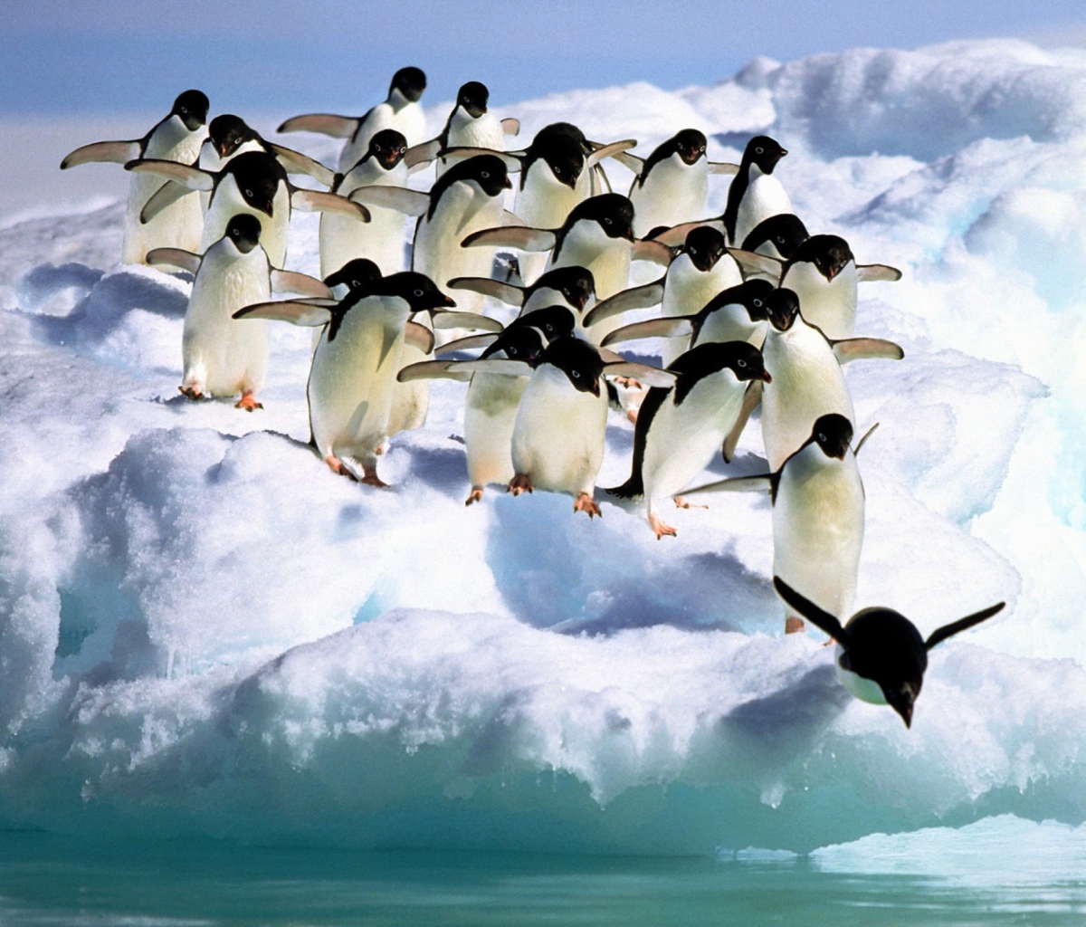 Fondo de pantalla Penguins On An Iceberg 1200x1024