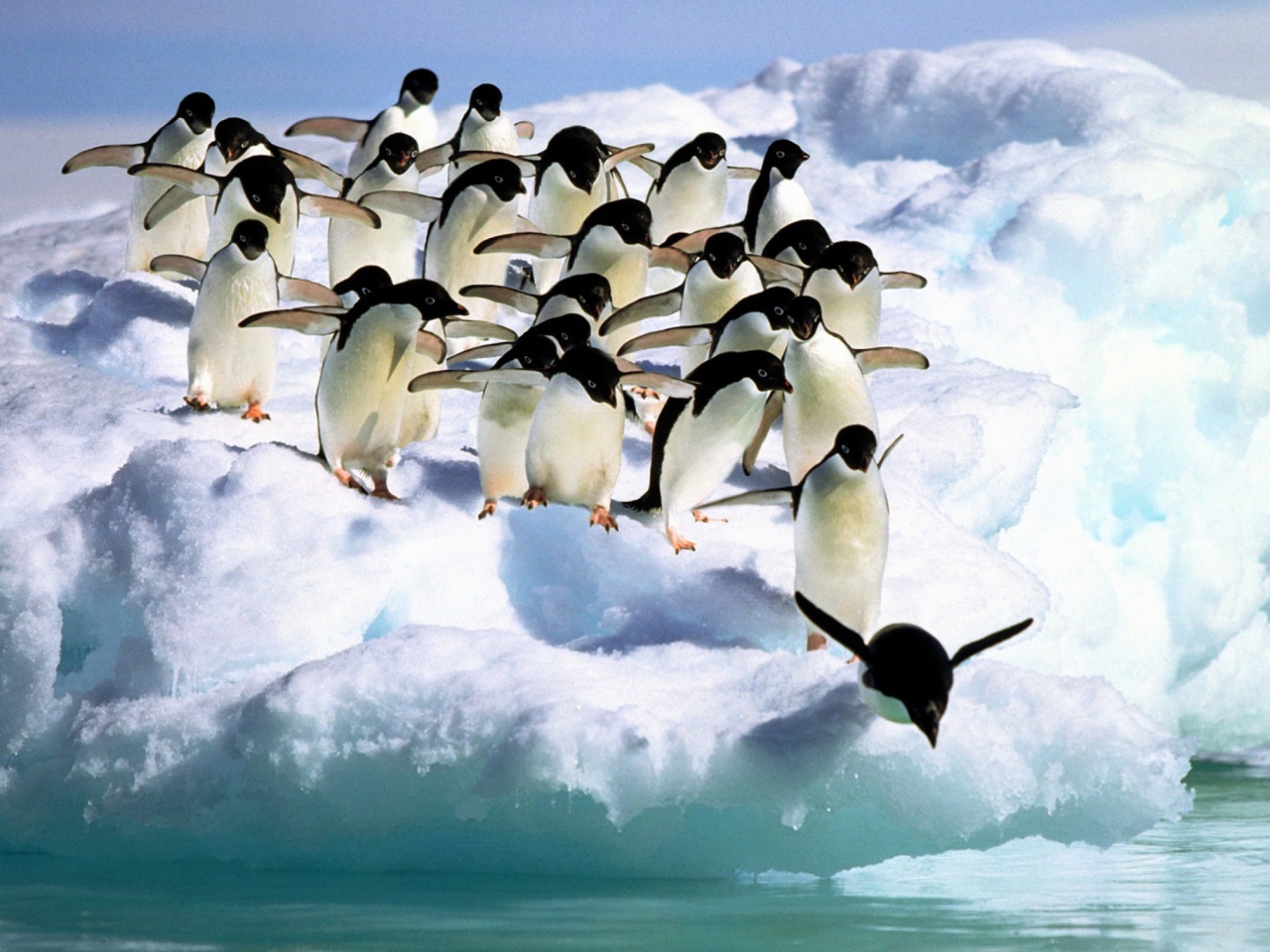 Fondo de pantalla Penguins On An Iceberg 1280x960