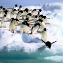 Fondo de pantalla Penguins On An Iceberg 128x128