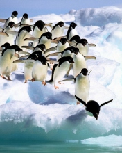 Обои Penguins On An Iceberg 176x220