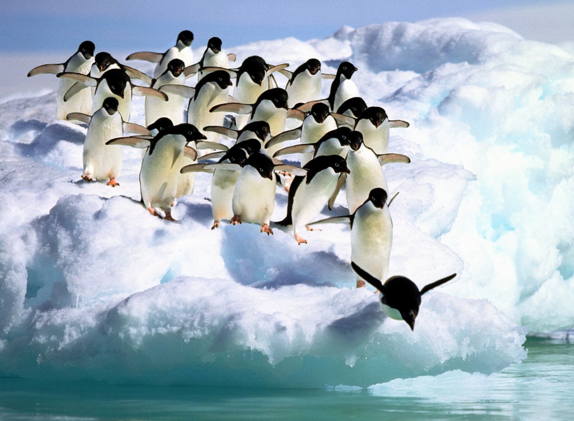 Penguins On An Iceberg wallpaper 1920x1408