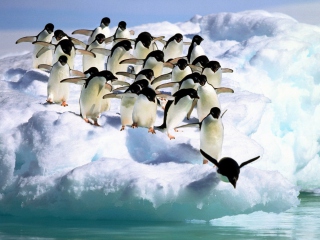 Обои Penguins On An Iceberg 320x240