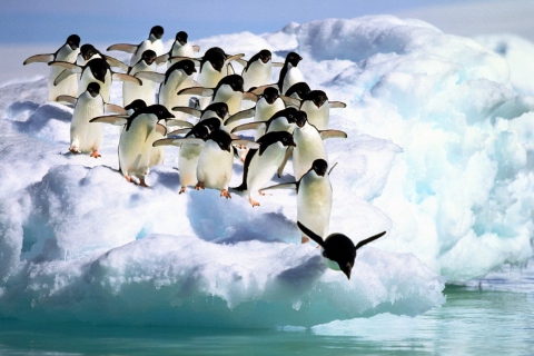 Обои Penguins On An Iceberg 480x320