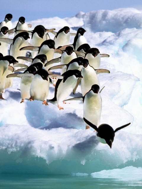 Fondo de pantalla Penguins On An Iceberg 480x640