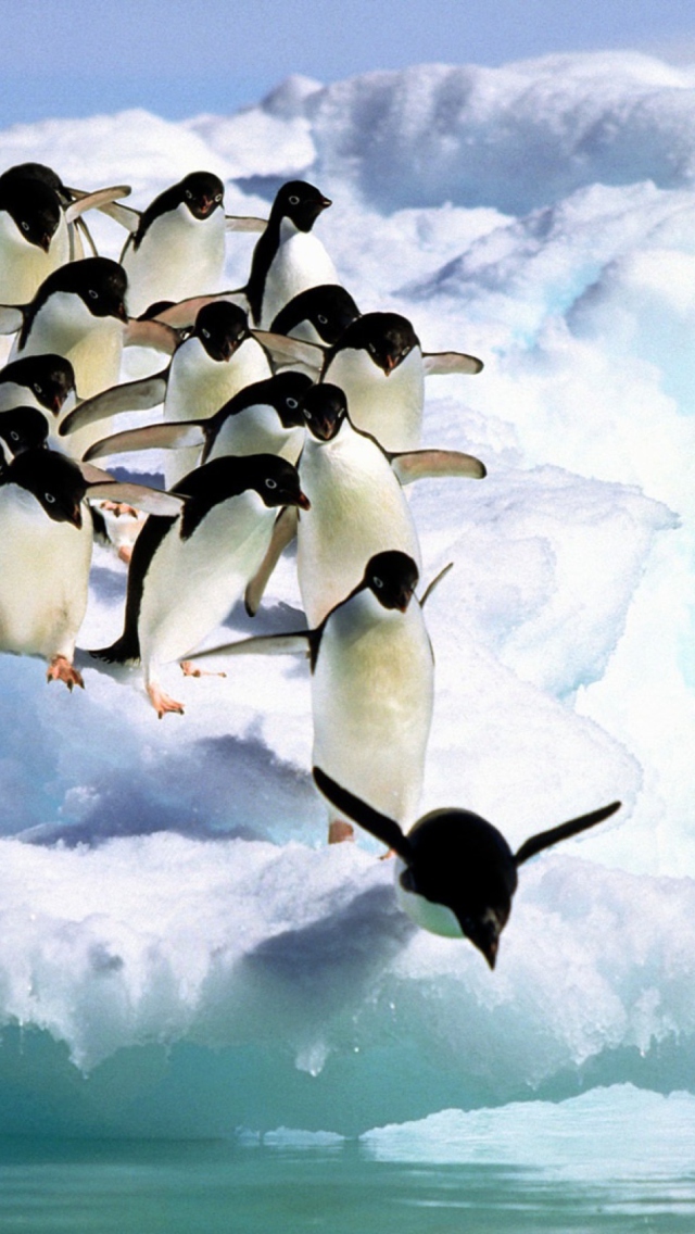 Fondo de pantalla Penguins On An Iceberg 640x1136