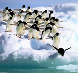 Penguins On An Iceberg - Obrázkek zdarma pro 1024x1024