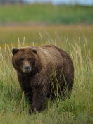 Fondo de pantalla Grizzly Bear 132x176