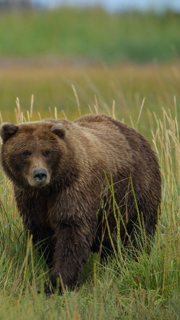 Das Grizzly Bear Wallpaper 750x1334