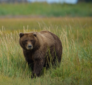 Grizzly Bear sfondi gratuiti per iPad