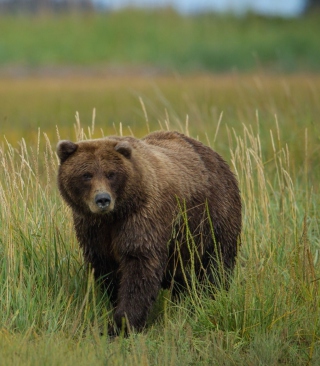 Grizzly Bear sfondi gratuiti per iPhone 4S