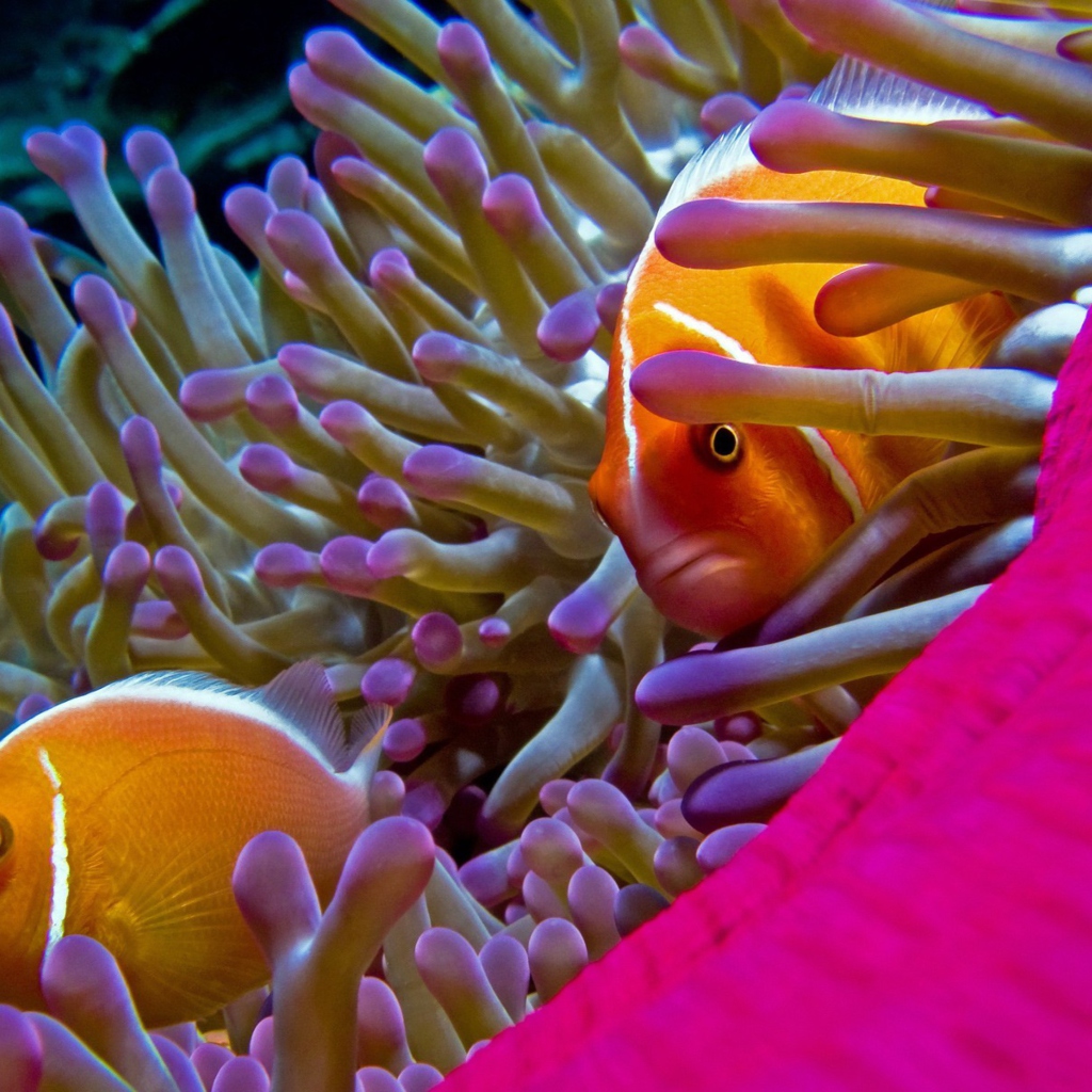 Fondo de pantalla Orange Clownfish - In Florida 1024x1024
