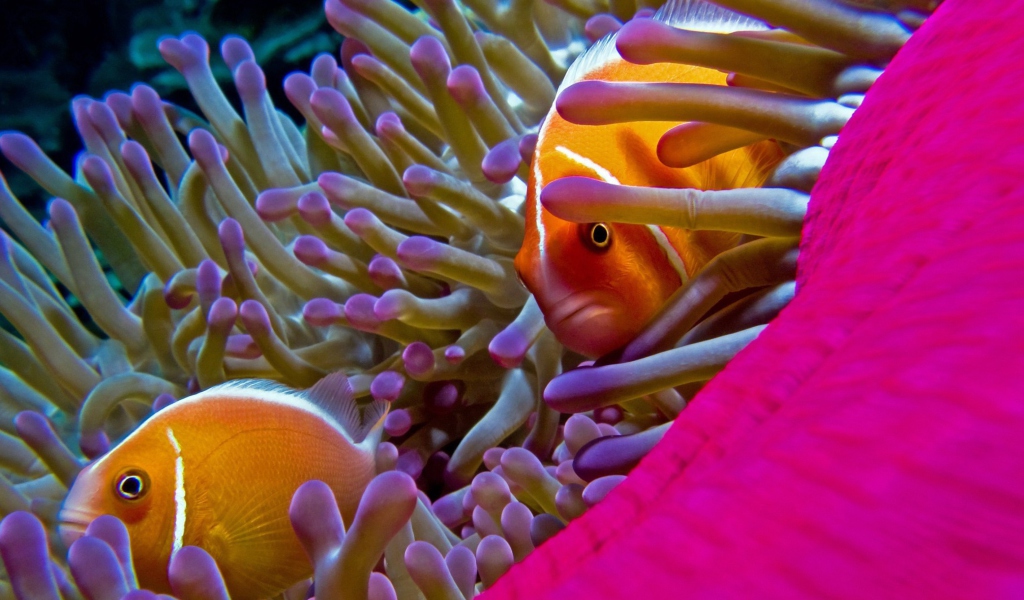 Fondo de pantalla Orange Clownfish - In Florida 1024x600