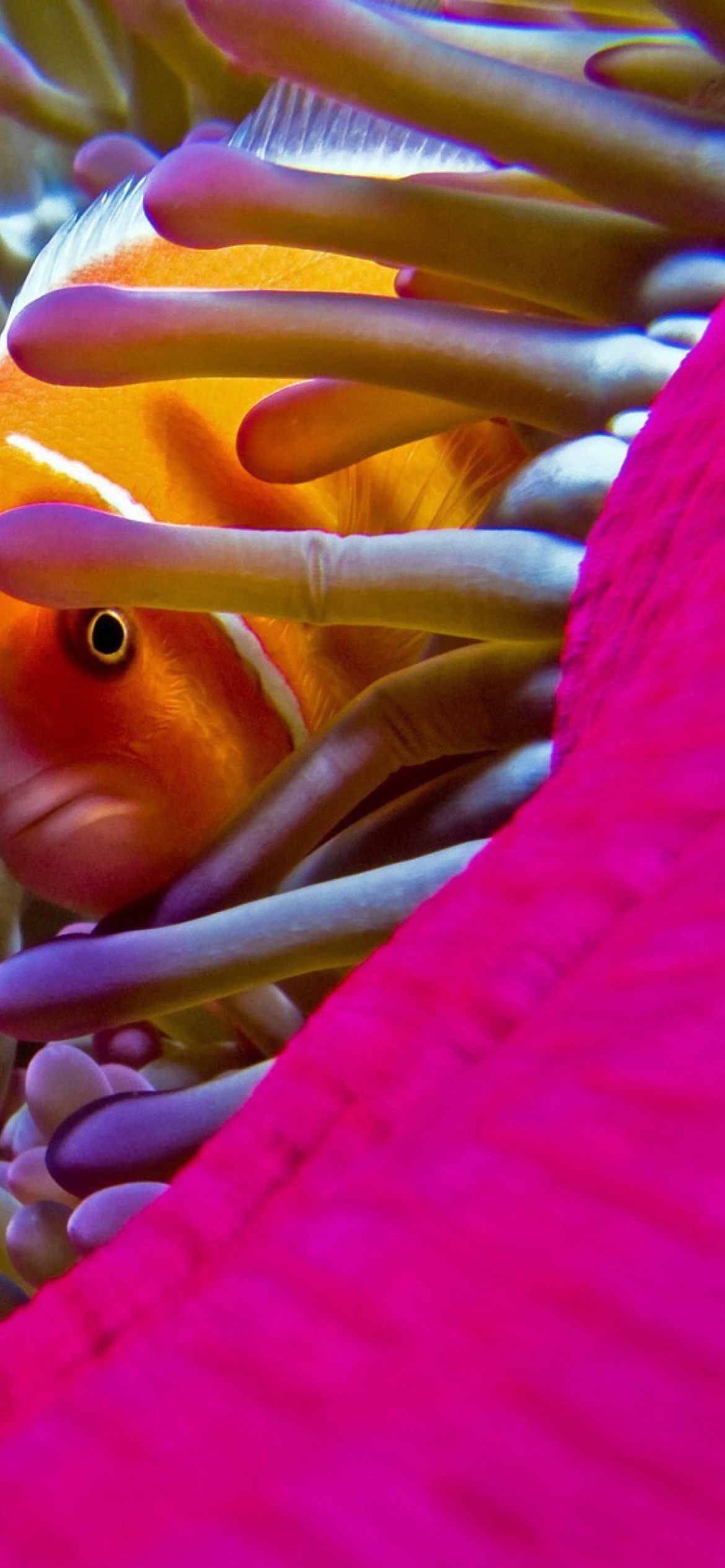 Orange Clownfish - In Florida screenshot #1 1170x2532