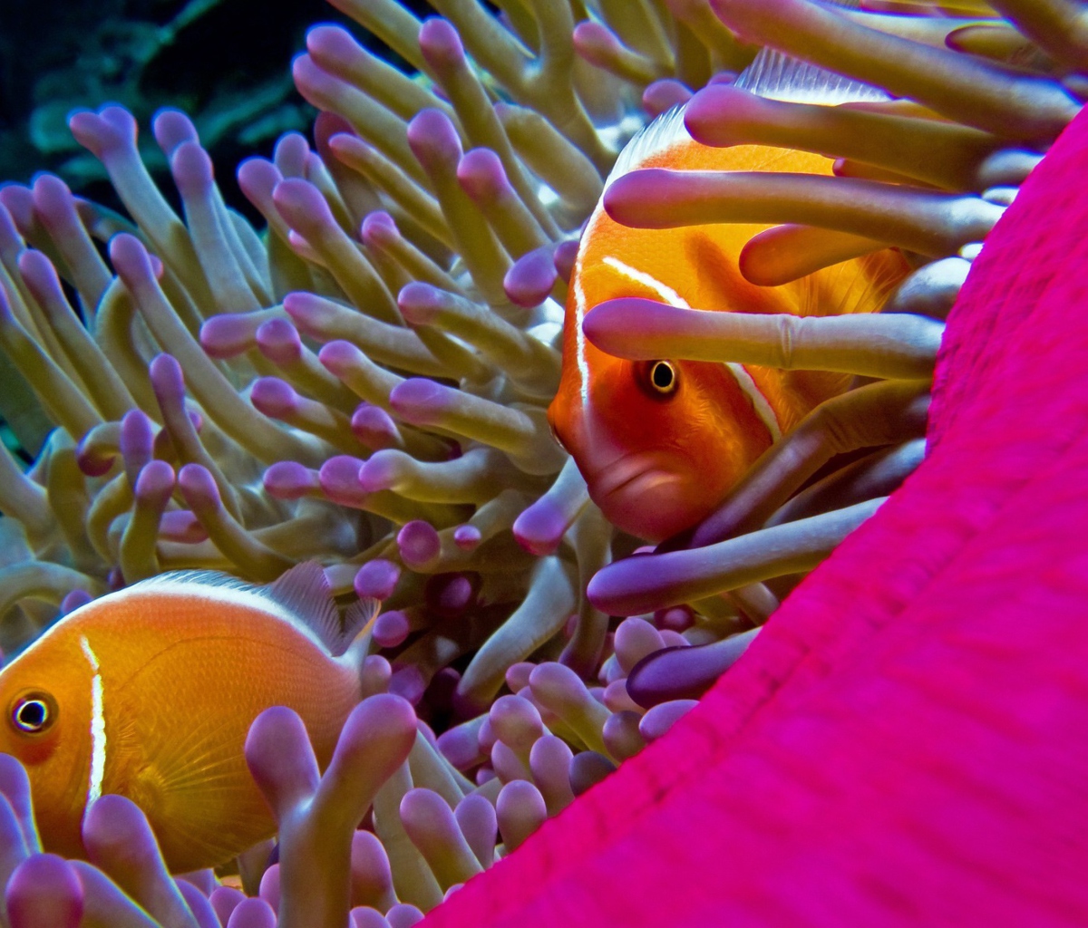 Orange Clownfish - In Florida wallpaper 1200x1024