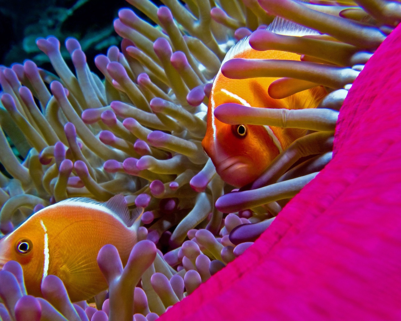 Orange Clownfish - In Florida wallpaper 1280x1024