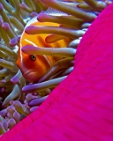 Fondo de pantalla Orange Clownfish - In Florida 128x160