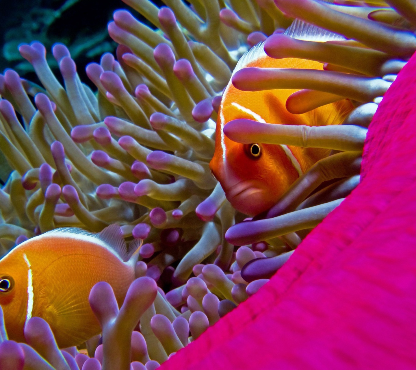 Fondo de pantalla Orange Clownfish - In Florida 1440x1280