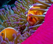 Orange Clownfish - In Florida wallpaper 176x144
