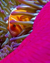 Sfondi Orange Clownfish - In Florida 176x220