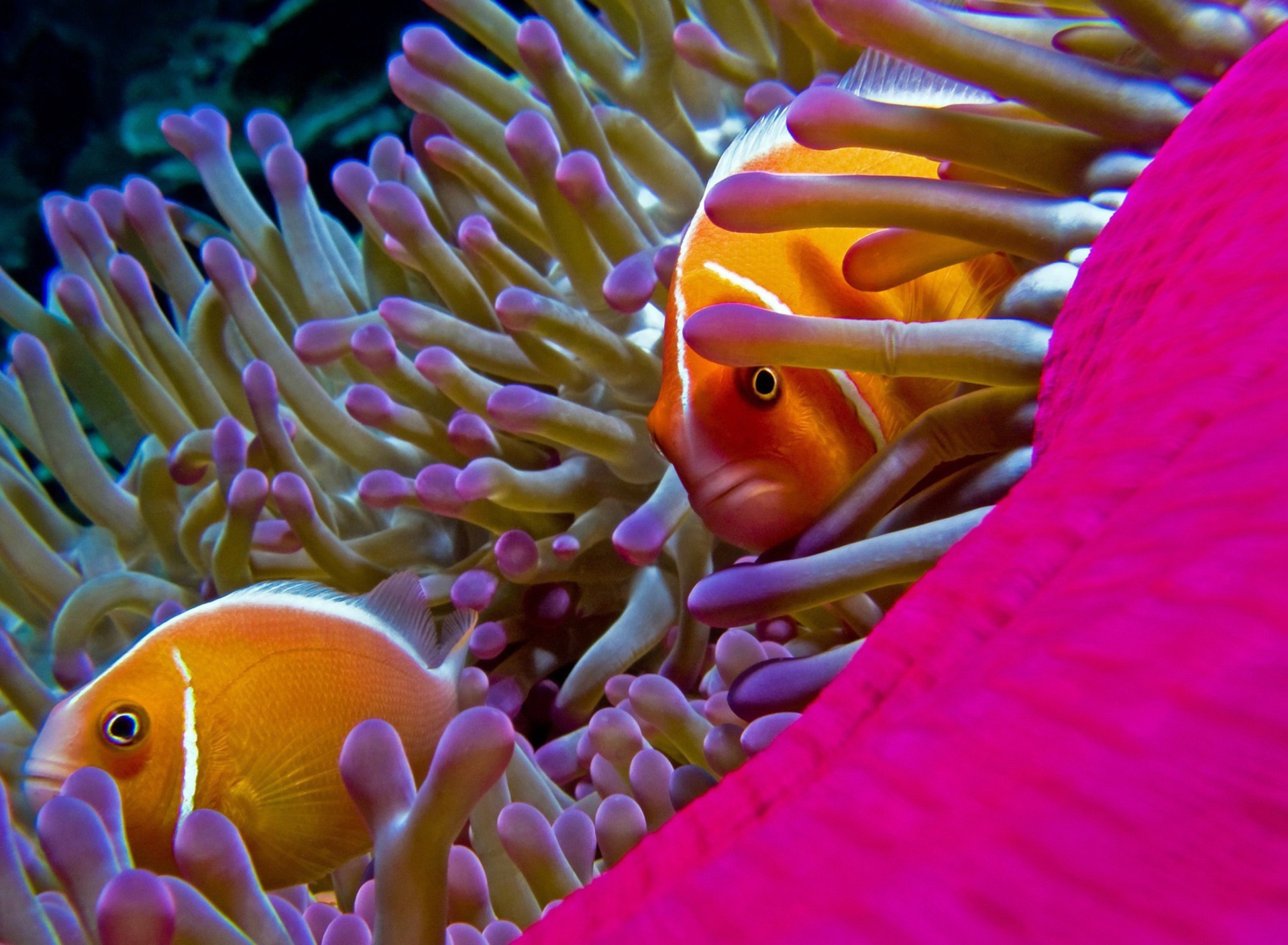 Fondo de pantalla Orange Clownfish - In Florida 1920x1408