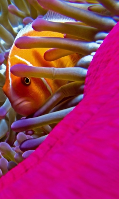 Orange Clownfish - In Florida wallpaper 240x400