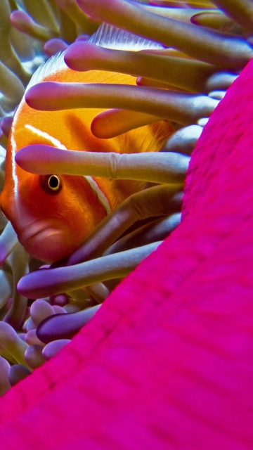 Fondo de pantalla Orange Clownfish - In Florida 360x640