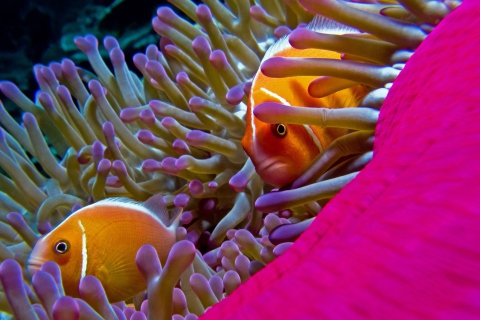 Orange Clownfish - In Florida wallpaper 480x320