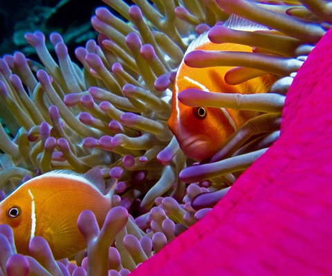 Fondo de pantalla Orange Clownfish - In Florida 480x400