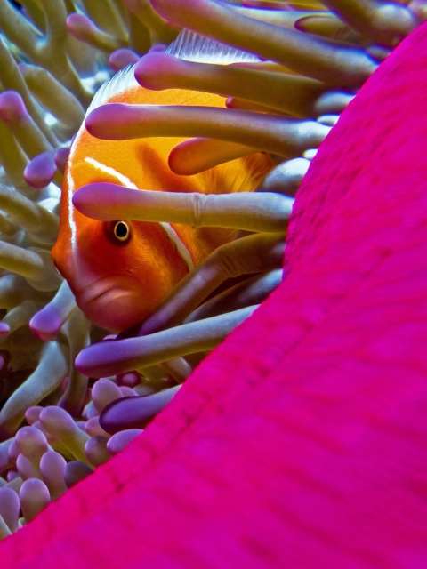 Das Orange Clownfish - In Florida Wallpaper 480x640