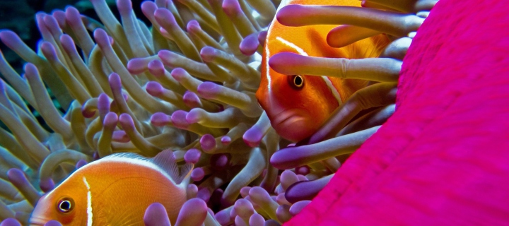 Обои Orange Clownfish - In Florida 720x320