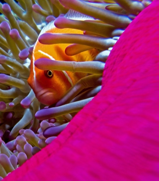 Orange Clownfish - In Florida - Obrázkek zdarma pro Samsung Dash