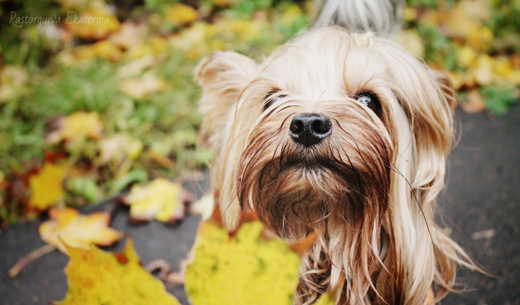 Yorkshire Terrier wallpaper 1024x600