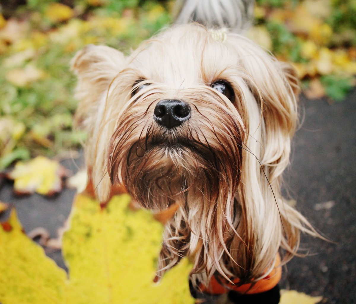 Sfondi Yorkshire Terrier 1200x1024