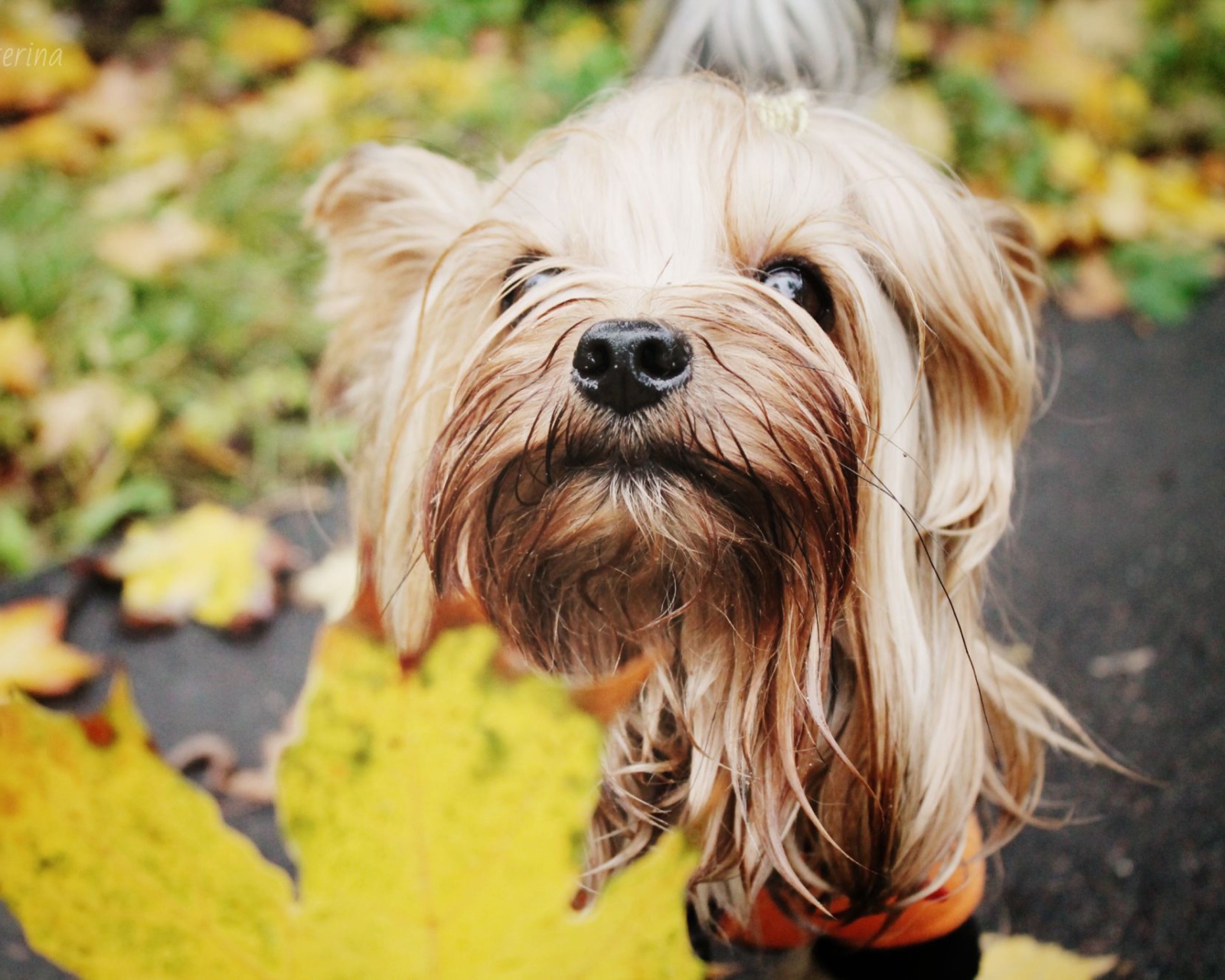 Fondo de pantalla Yorkshire Terrier 1600x1280