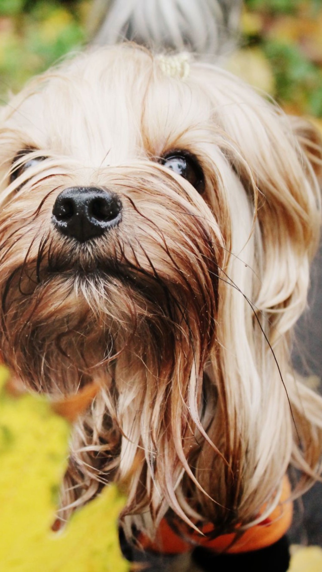 Das Yorkshire Terrier Wallpaper 640x1136