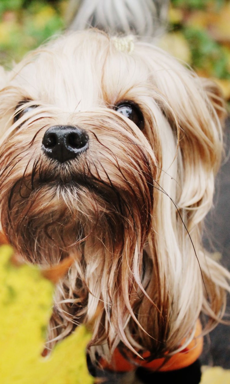 Yorkshire Terrier screenshot #1 768x1280