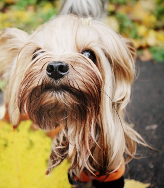 Yorkshire Terrier sfondi gratuiti per iPhone 4S