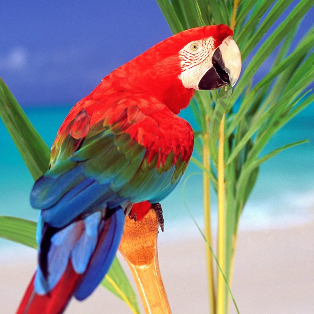 Das Colorful Parrot Wallpaper 1024x1024