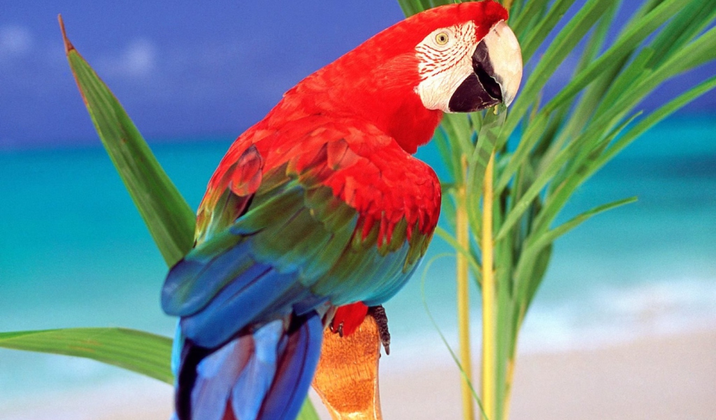 Colorful Parrot wallpaper 1024x600