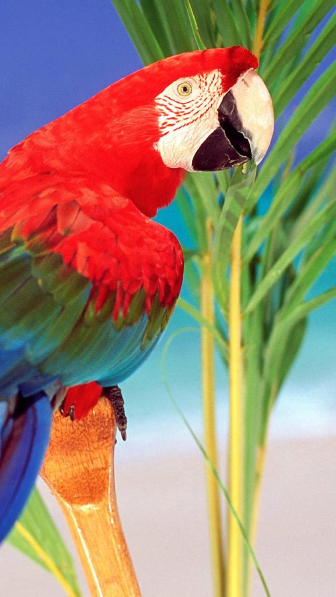 Sfondi Colorful Parrot 1080x1920