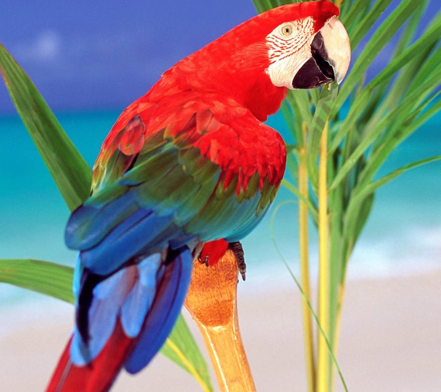 Das Colorful Parrot Wallpaper 1440x1280