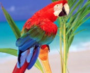 Das Colorful Parrot Wallpaper 176x144