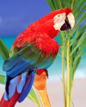 Colorful Parrot screenshot #1 176x220